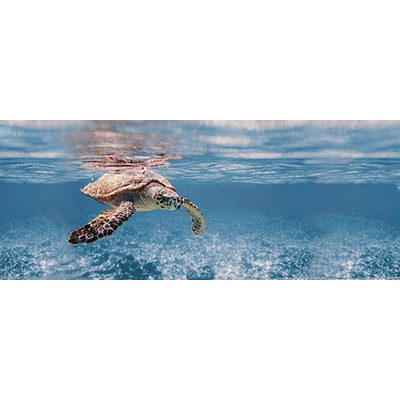 Ceradim Ocean Turtle 20x50