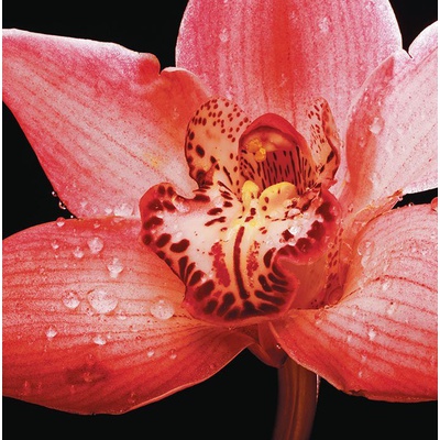 Panaria Zero.3 Experience Flora E Orchidea Pls 100x100