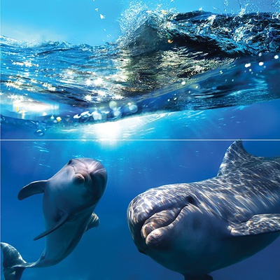 Ceramica Classic Waterlife Dolphins 50x50