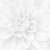 Laparet Sigma 36-05-00-463-0 Crisantemo 60x60
